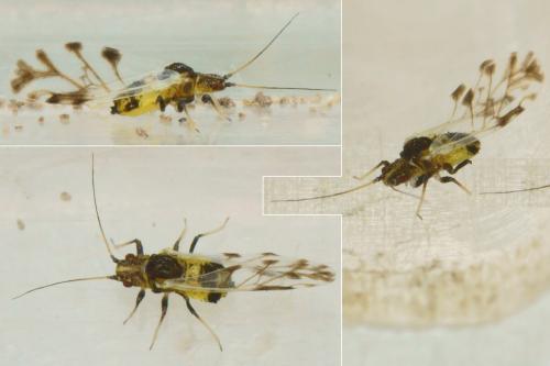 Réf. 230 377 : Iziphya bufo